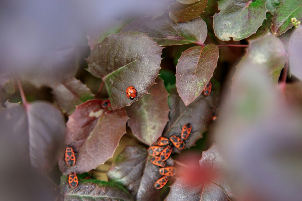 Damaged crops illustrating challenges in relying solely on ladybugs