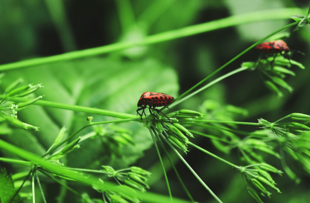 Consumer shopping for organic produce supporting ladybug-friendly farms