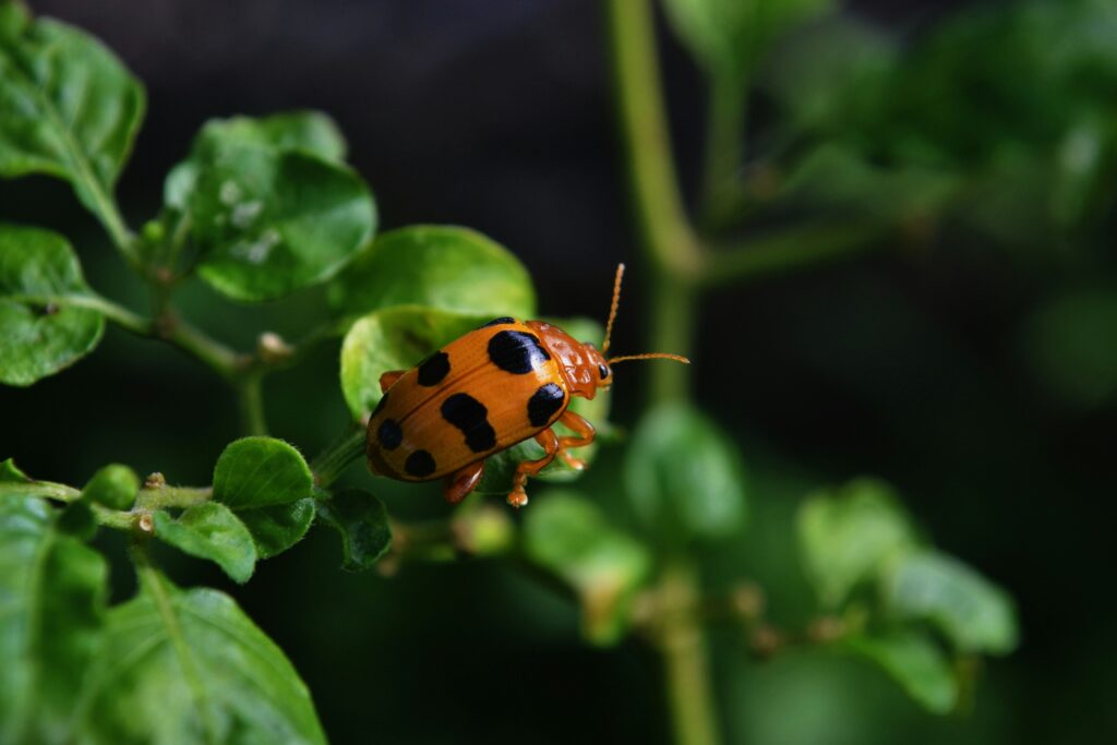 Ladybugs preying on multiple pest insects in an agricultural field