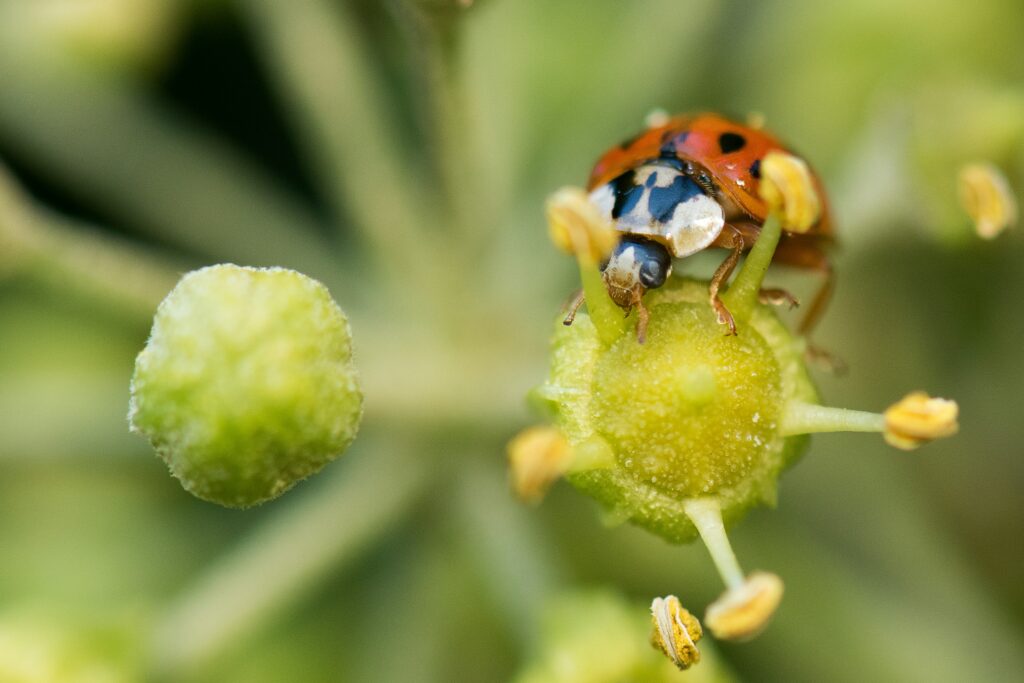 Ladybug feeding on aphids to control pest populations on crops