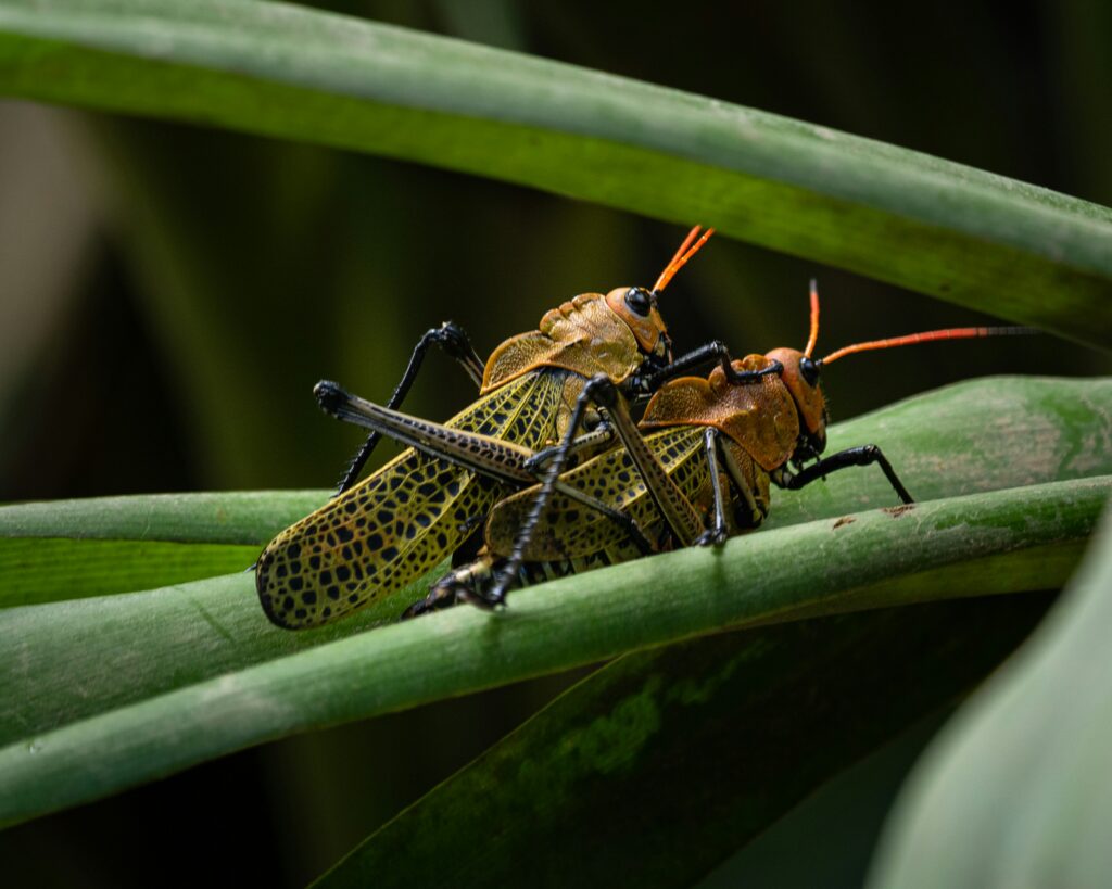  Diagram showing the evolutionary role of sound in insect mating behavior