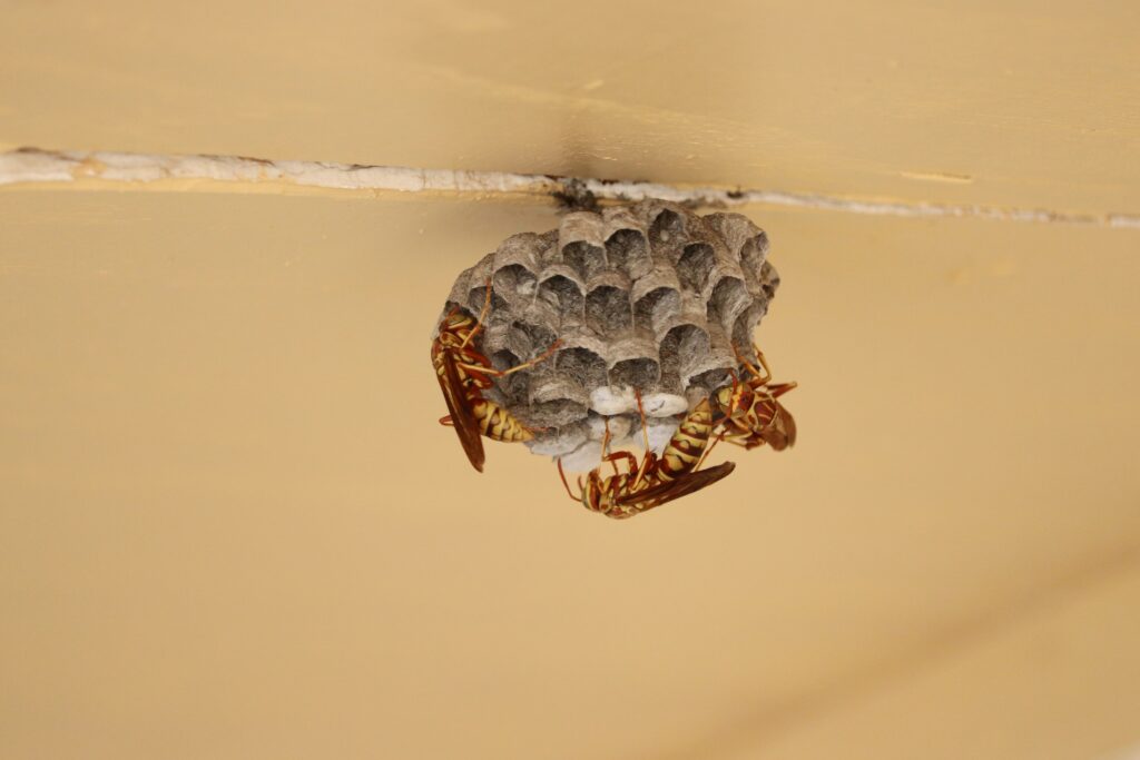 Parasitoid wasp injecting an egg into a live caterpillar