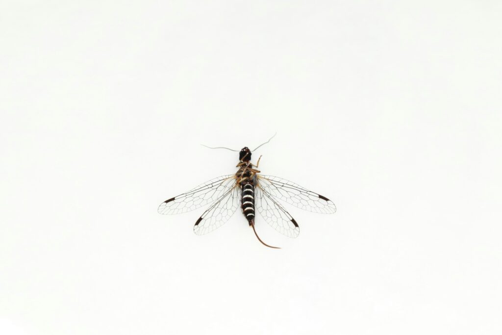 Scientific illustration showing how insects use death-feigning as a defense