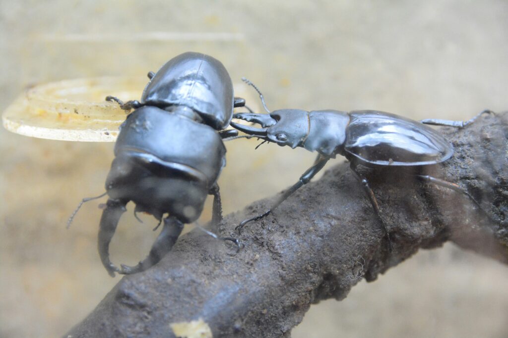 Bombardier beetle spraying a visible chemical burst from its abdomen