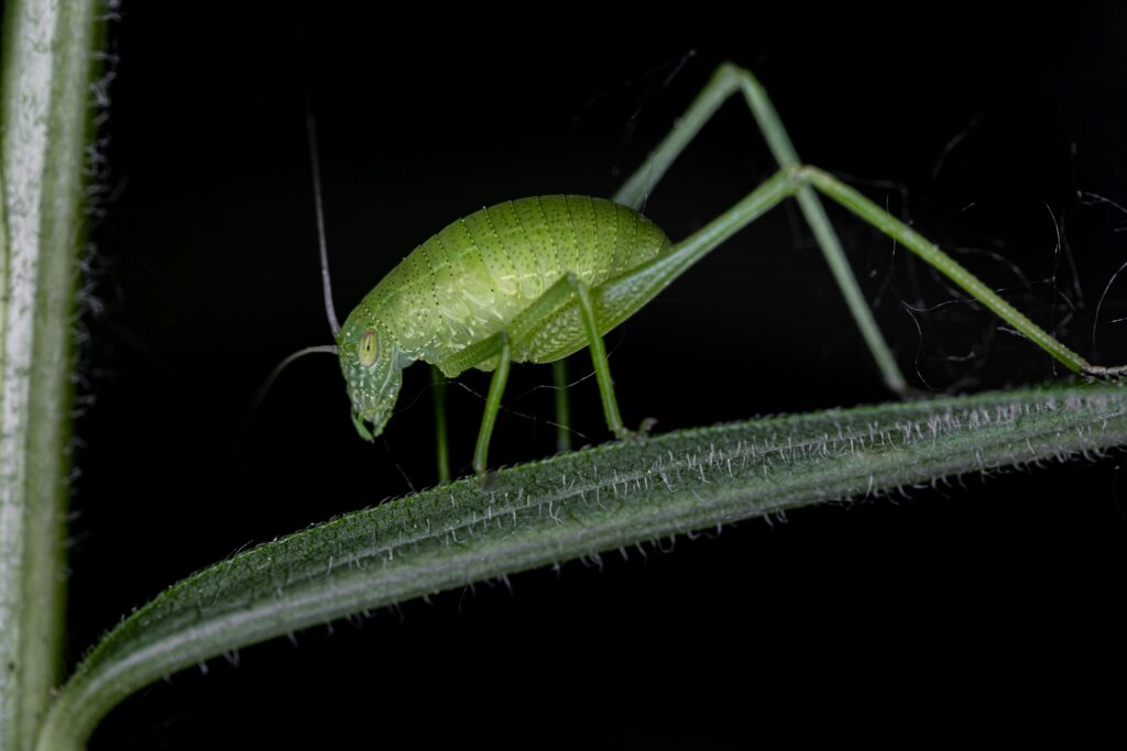 A collage of real insects next to their sci-fi monster counterparts
