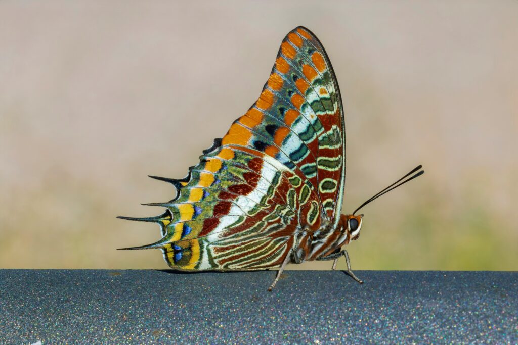 Close-up photo showing minor asymmetry in a butterfly’s wings
