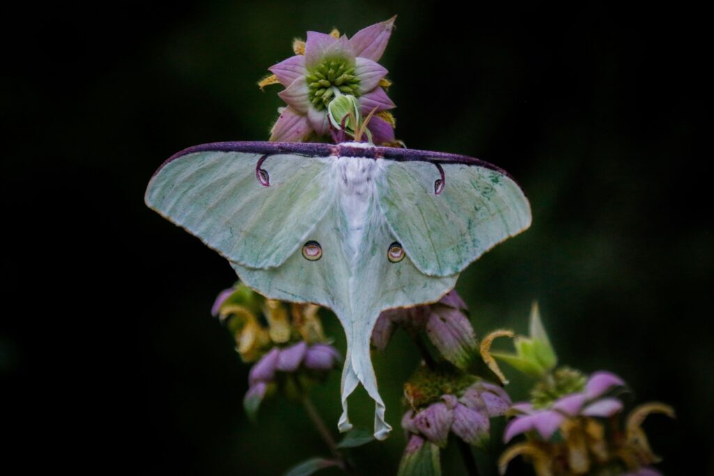 A newly emerged giant silk moth resting on a tree after years spent as a caterpillar