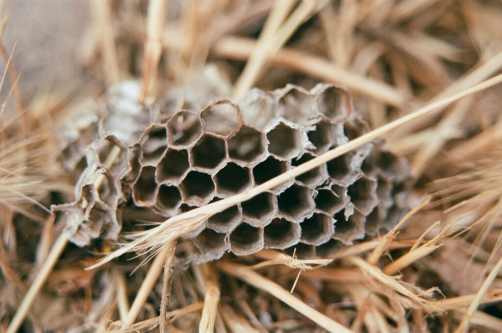 Cluster of European paper wasp nests under a building eave in a suburban neighborhood

