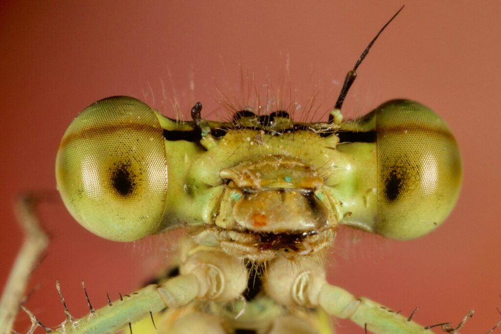 Close-up image of a dragonfly’s compound eye showing individual facets