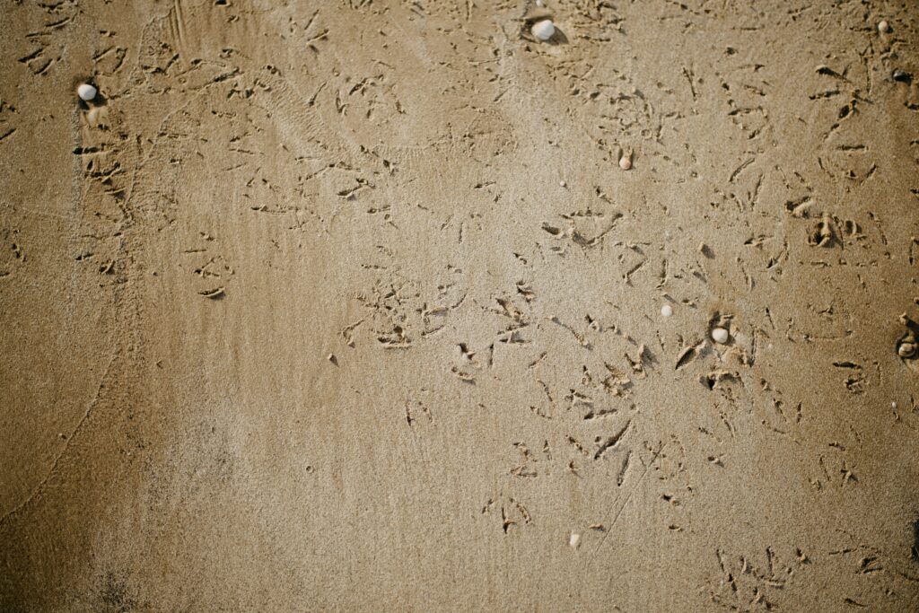 Small insect footprints in soft mud or sand
