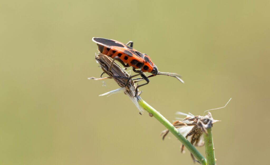 Insect evolving traits over timeline from past climate to future scenarios