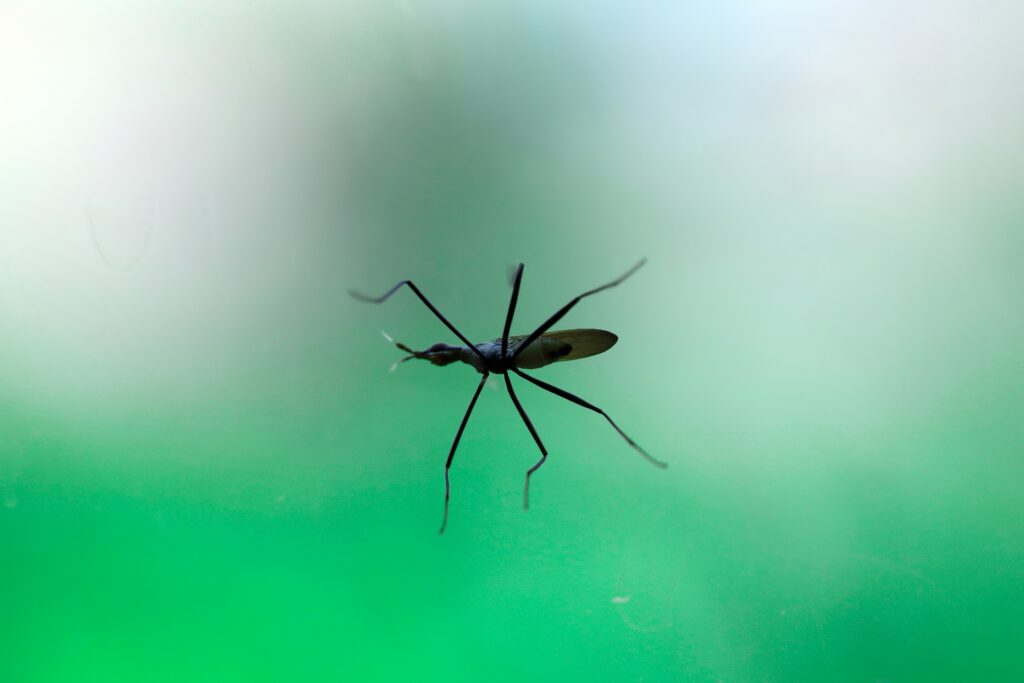 Asian tiger mosquito outcompeting native mosquitoes in a shared environment