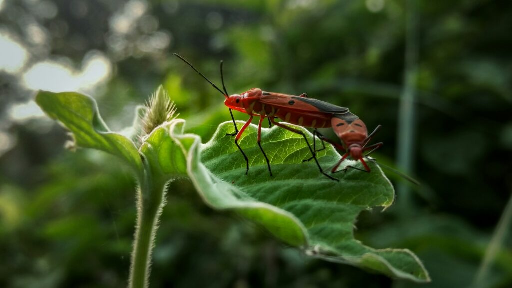 Global warming icons next to shifting insect life cycles

