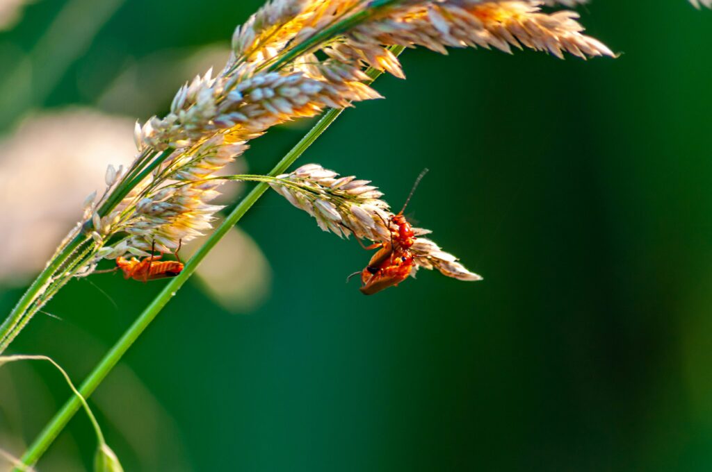 Chicken feed pellets labeled “insect protein” and farm animals eating