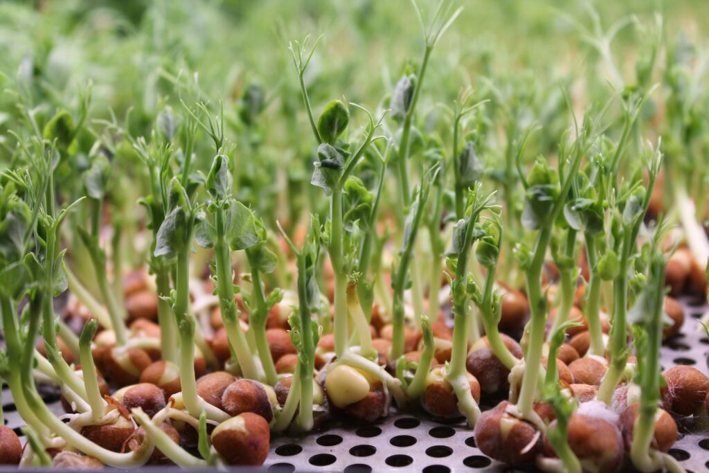 Futuristic farm concept showing automated insect production for global food needs