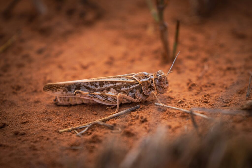 Bloom of insects on freshly soaked desert floor after rare flood

