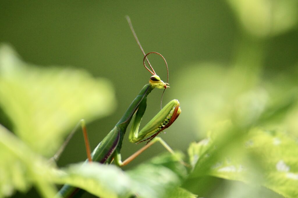 Grasshopper generating mating sounds by rubbing legs or wings together