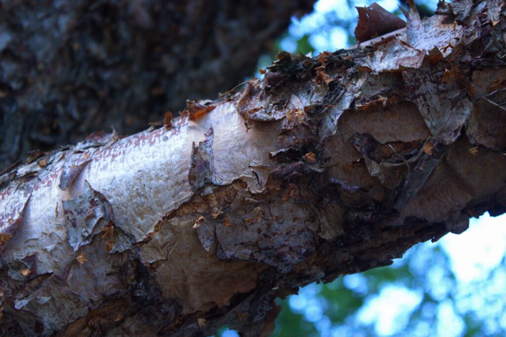Diseased oak tree with cankers and wilting leaves in a woodland area