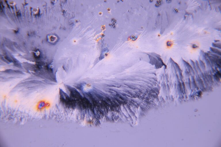 The Real Insects That Inspired Alien Starship Troopers and Other Sci Fi ...