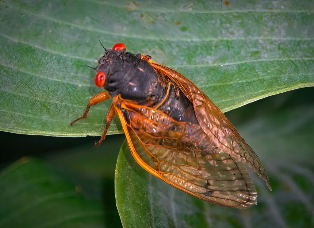 Sound meter reading over 100 dB near a cicada on a tree branch