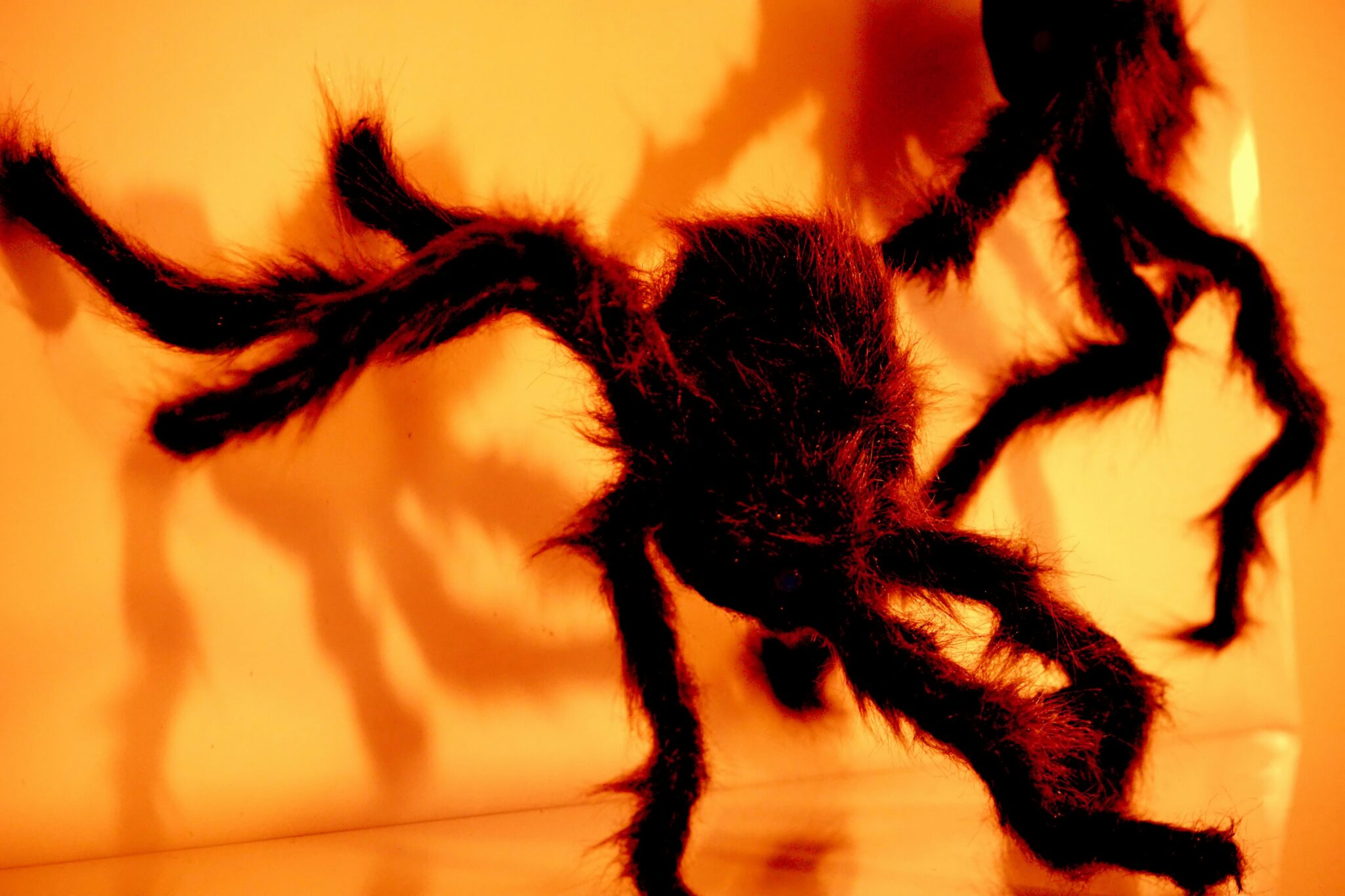 Mothman Scarabs and Spider Gods The Role of Insects in Myth and ...