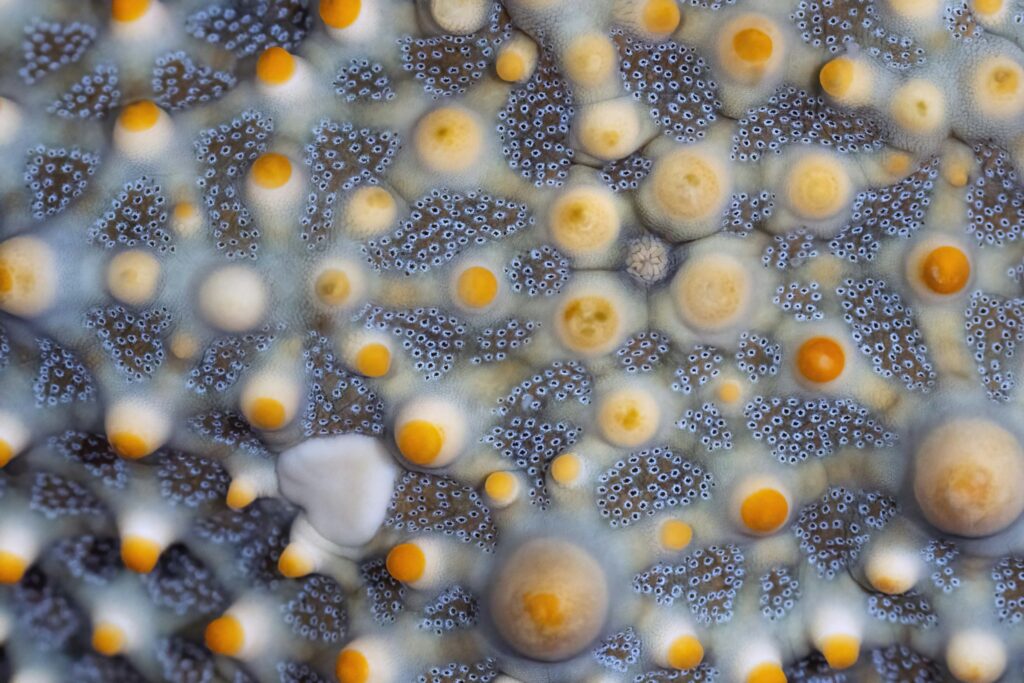 Cluster of gelatinous aquatic midge eggs floating or attached under water
