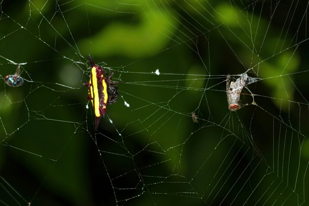 Diagram or concept art showing predator-prey relationships in a cave