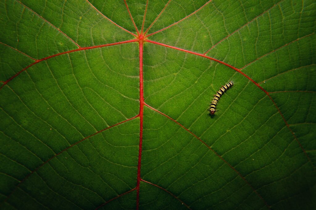 Insect movement patterns in various environments like mud and leaves