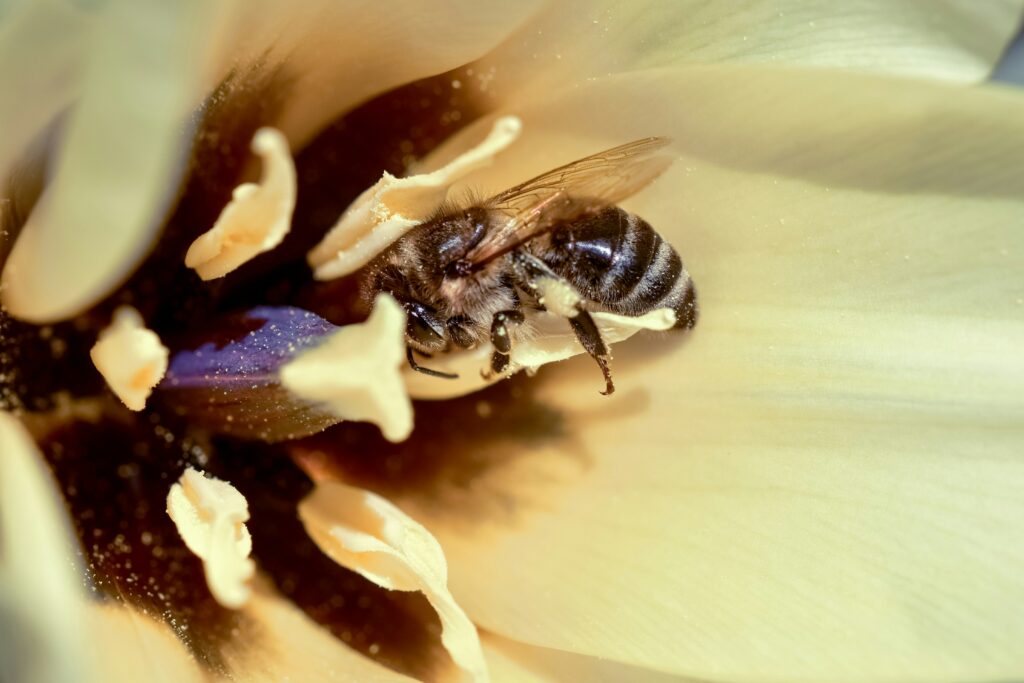 Insects on microgreens or space crops inside an orbital greenhouse chamber