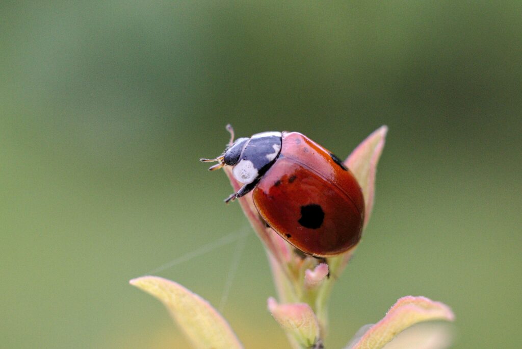 Ladybug curled up motionless as a defense strategy
