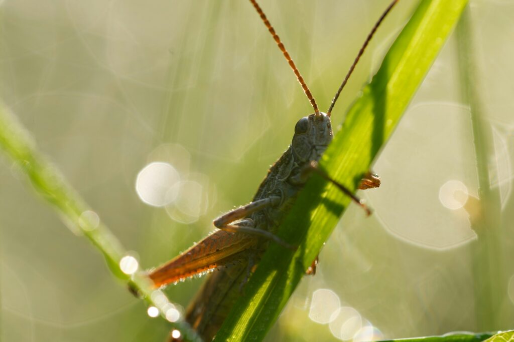Insect gripping underside of a leaf during a windstorm