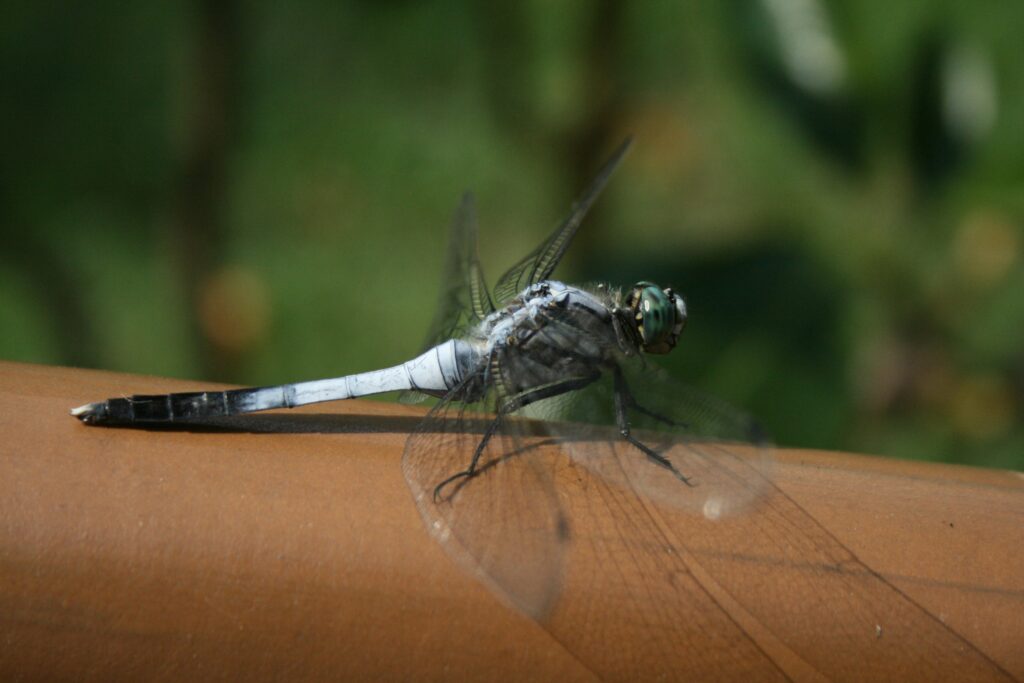Damselfly perched above water while inserting eggs into submerged vegetation