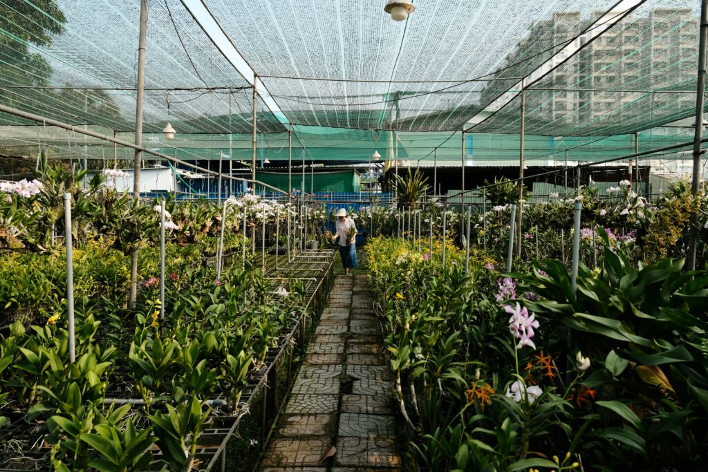 Worker inspecting potted plants in a commercial greenhouse