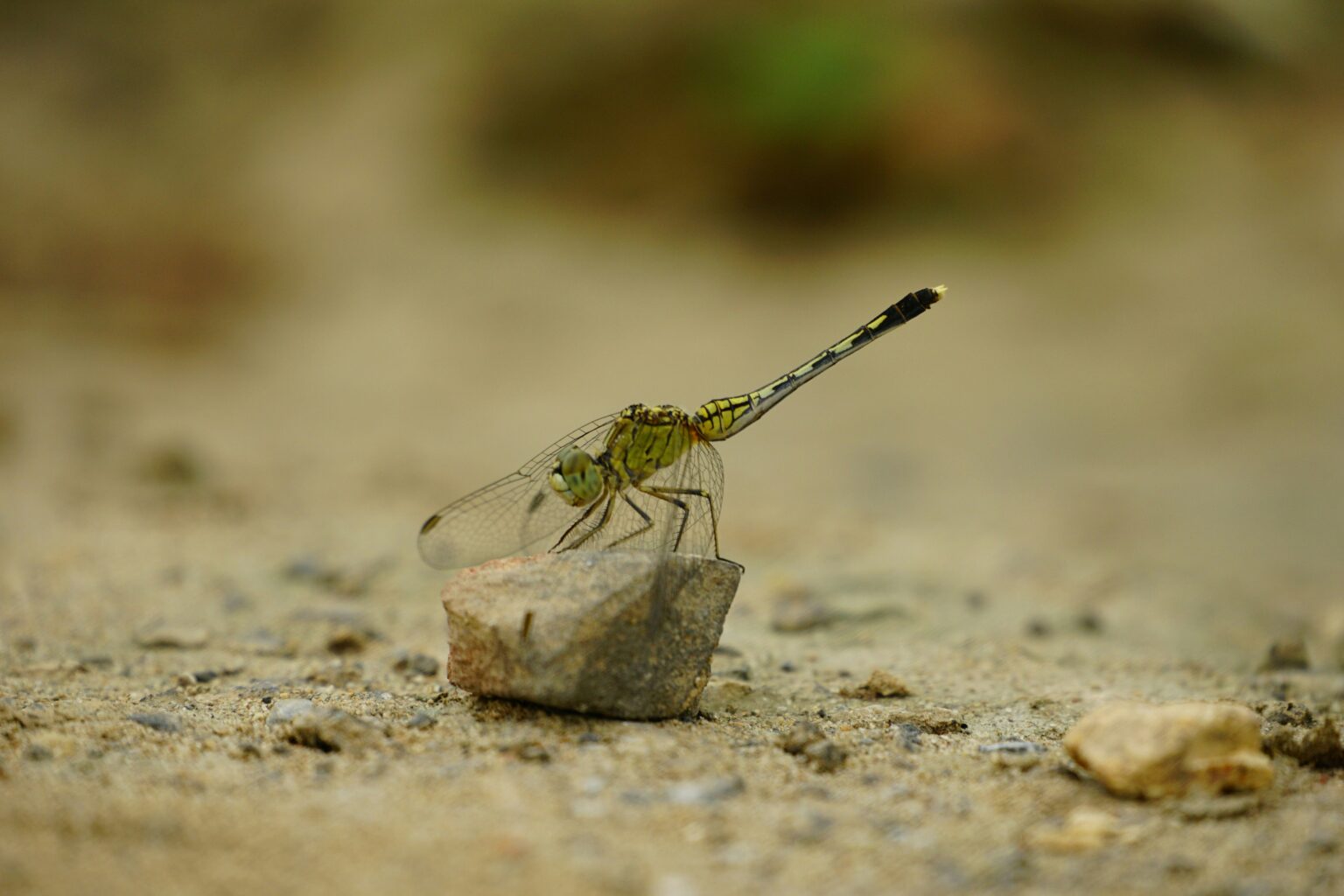The Real Insects That Inspired Alien Starship Troopers and Other Sci Fi ...