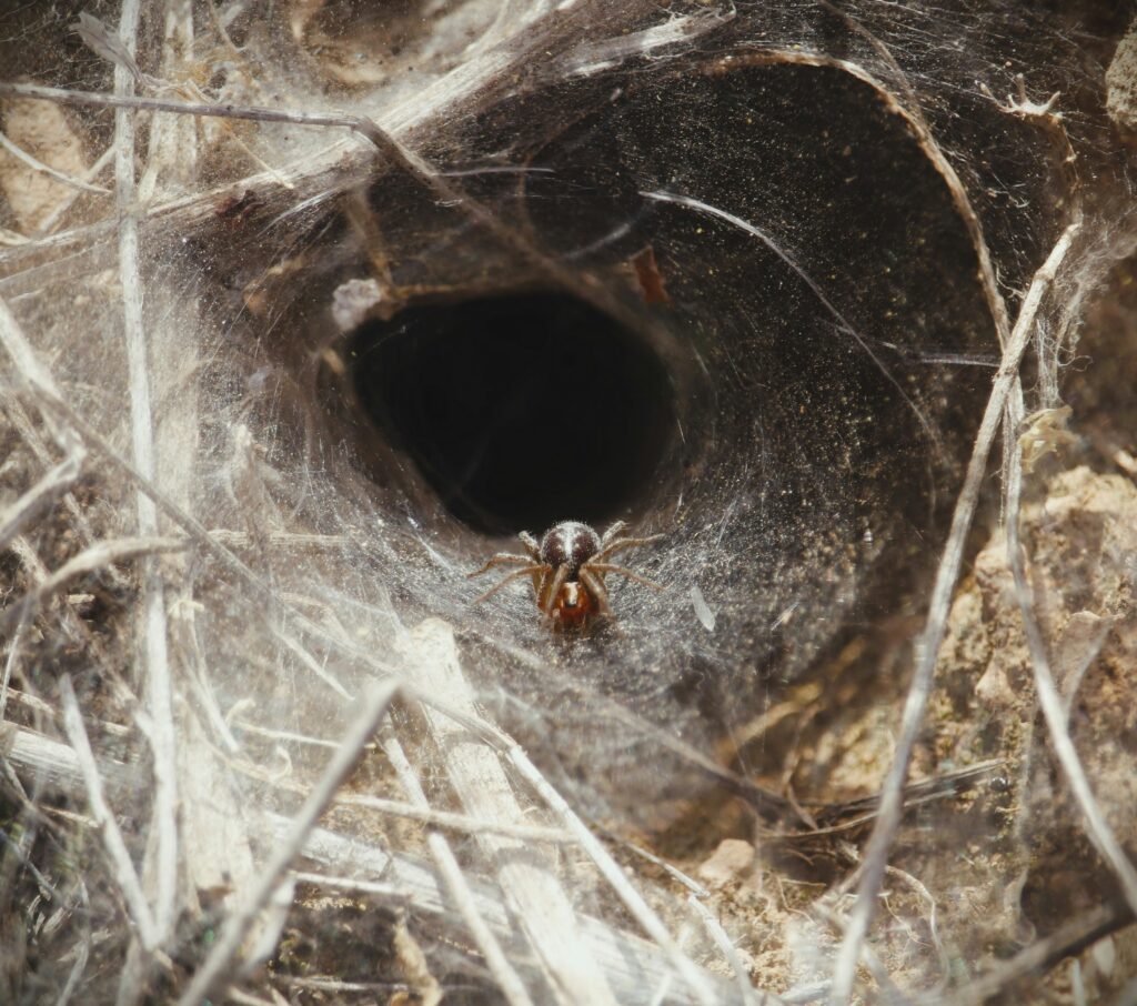 Interior of a lava tube cave showing moist rocks and dark crevices
