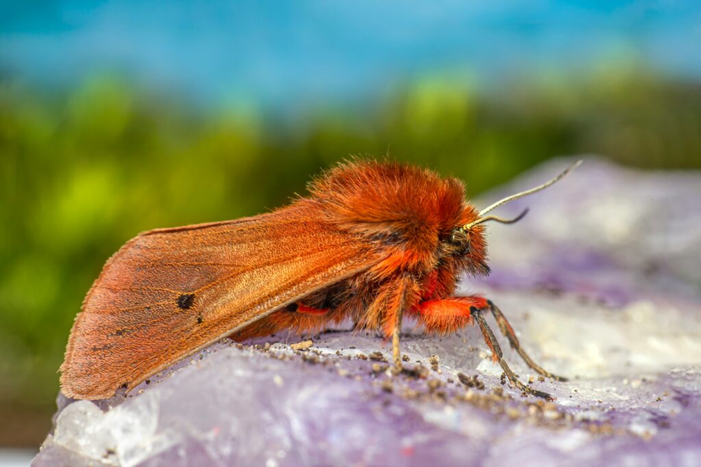 Climate map overlapping with spongy moth range showing increased risk areas


