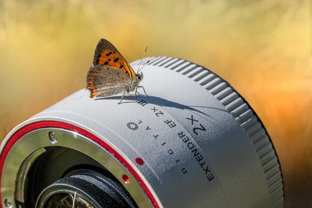 Calipers measuring two different wing lengths on a pinned insect specimen

