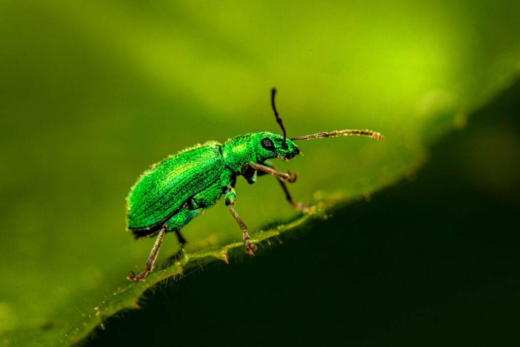 Click beetle arched backward, preparing to launch with electric-like energy