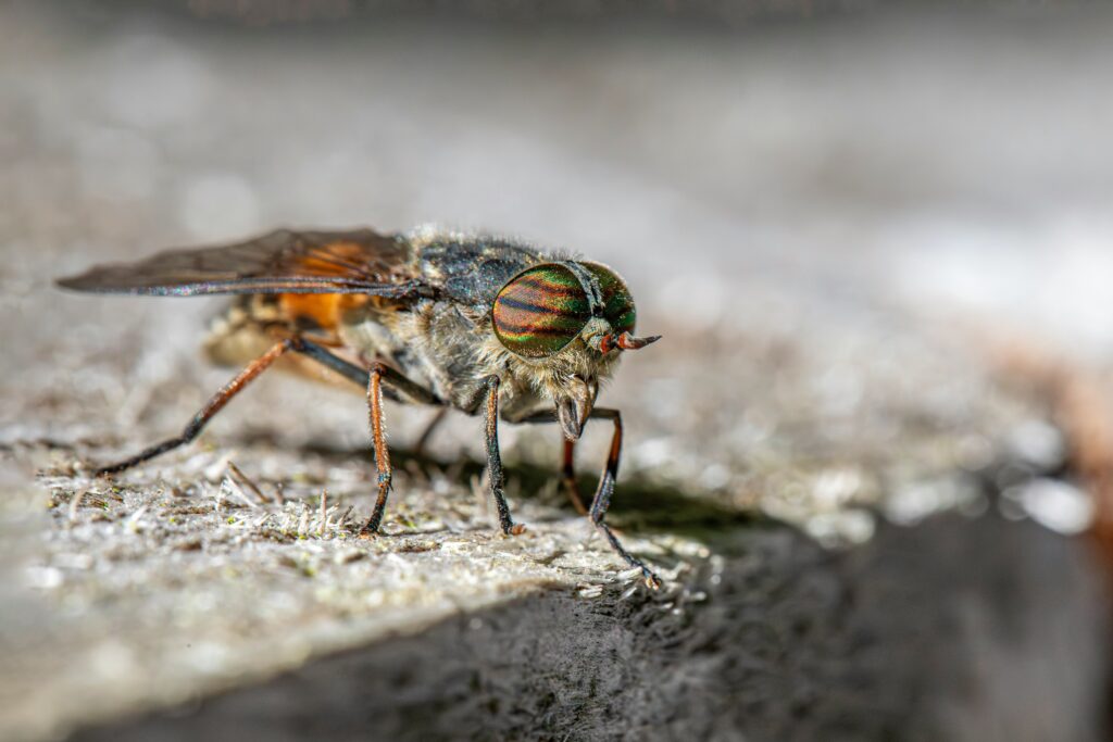 Tachinid fly landing on host insect to deposit an egg stealthily