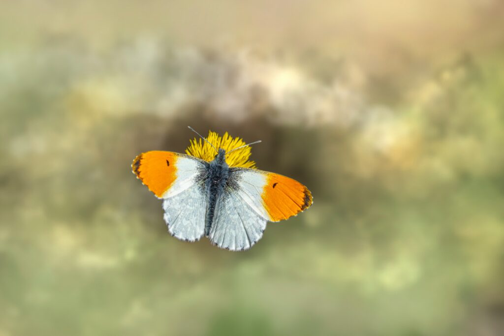 Therapist using butterfly imagery in mental wellness session

