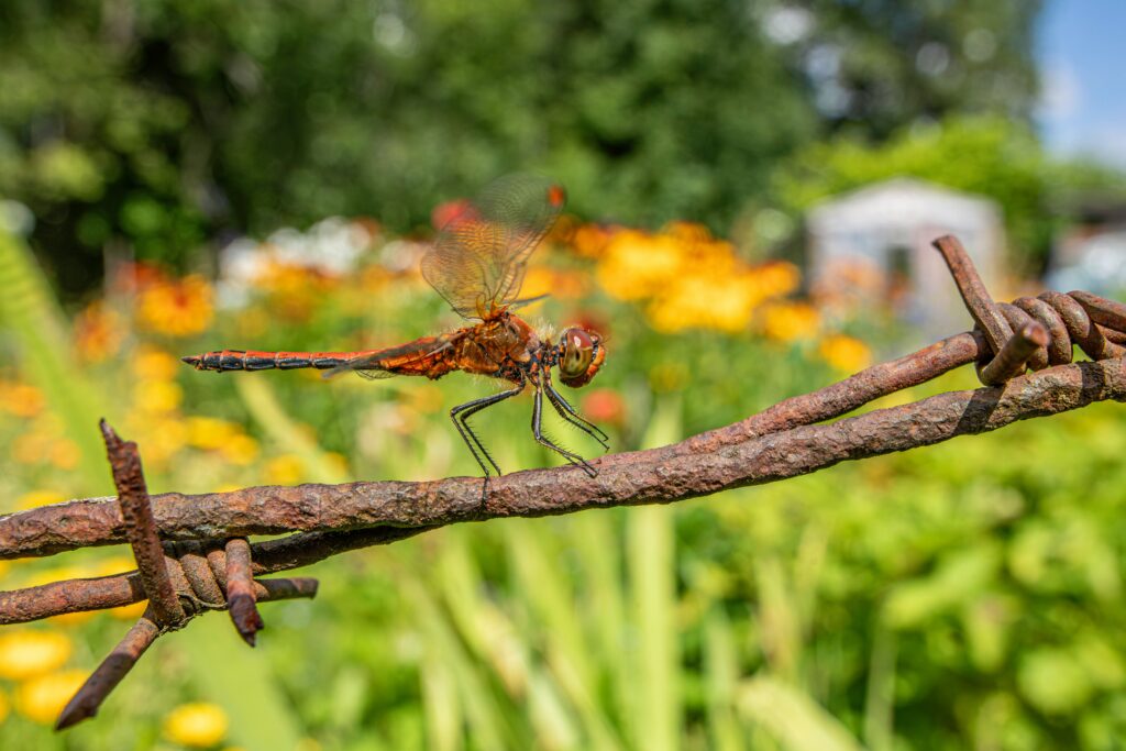 View of a backyard garden as seen from ground level, mimicking an insect’s perspective