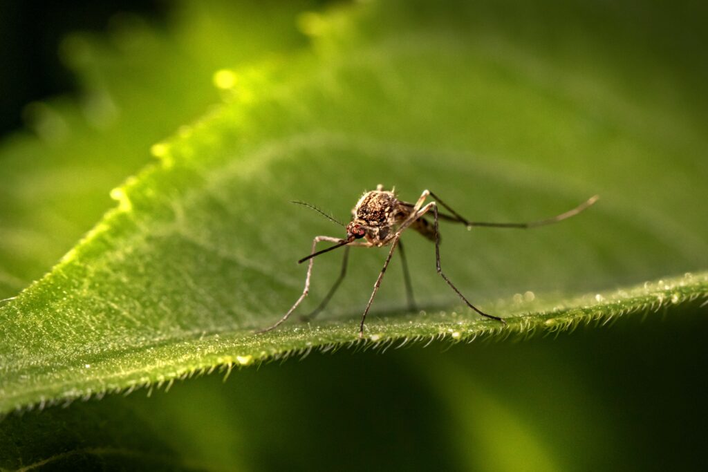 Lab researcher releasing sterile male mosquitoes or using mosquito traps


