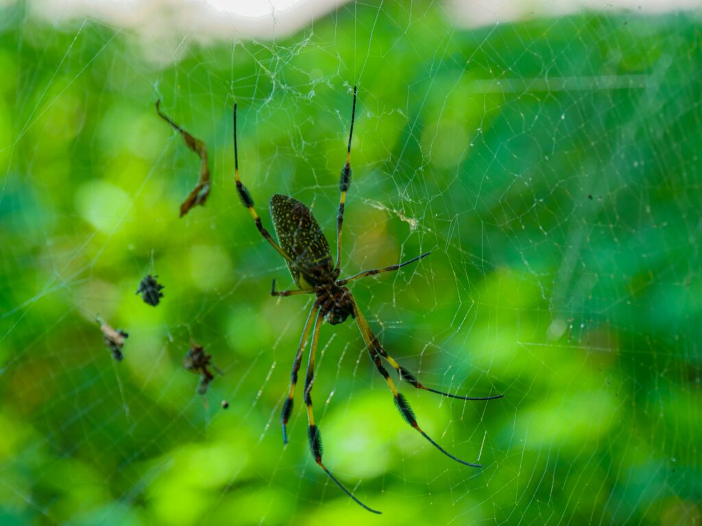 Blind spider preying on cave insects using its legs for sensing