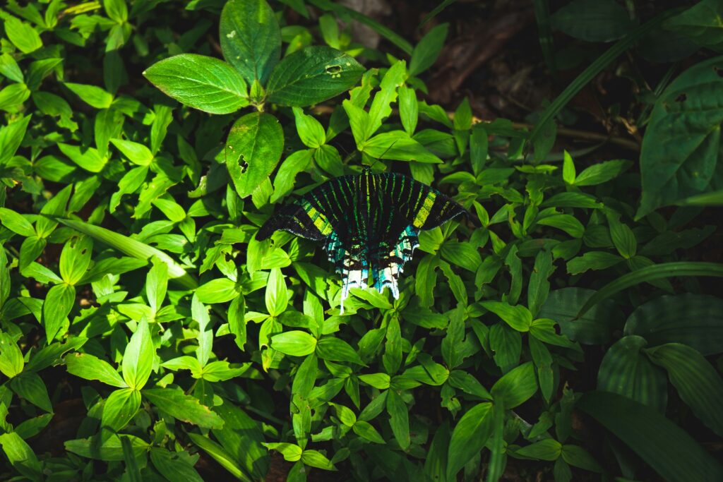 A damp, shaded forest trail at dusk ideal for spotting glowing glowworms among moss and leaves