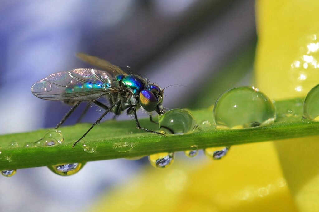 Small insect drinking from a large dew drop on a leaf