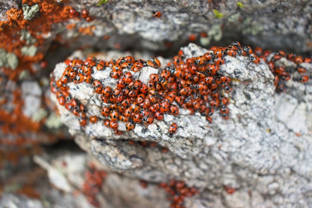 Heat-tolerant insect on cooled volcanic rock