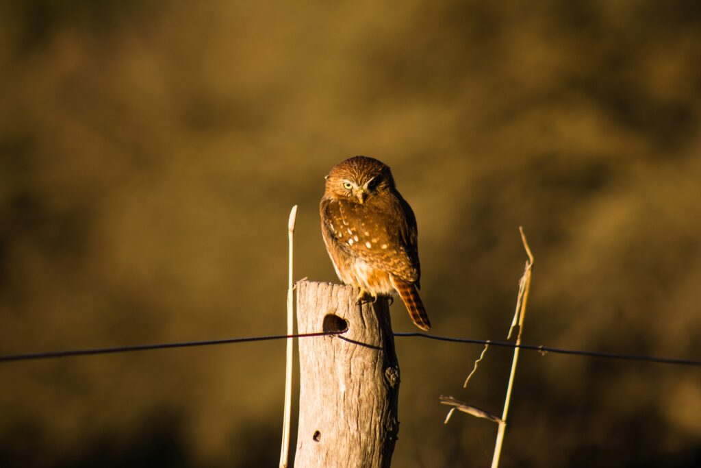 Owl overlooking a field with insects camouflaged in the shadows below