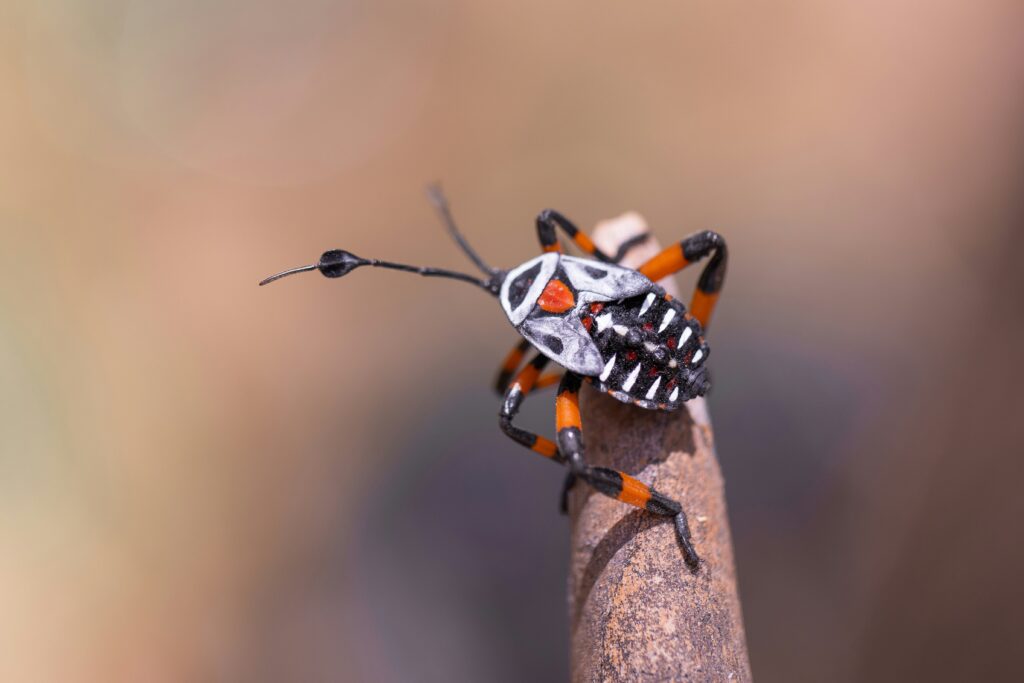Harlequin bug lying still on a leaf to trick predators