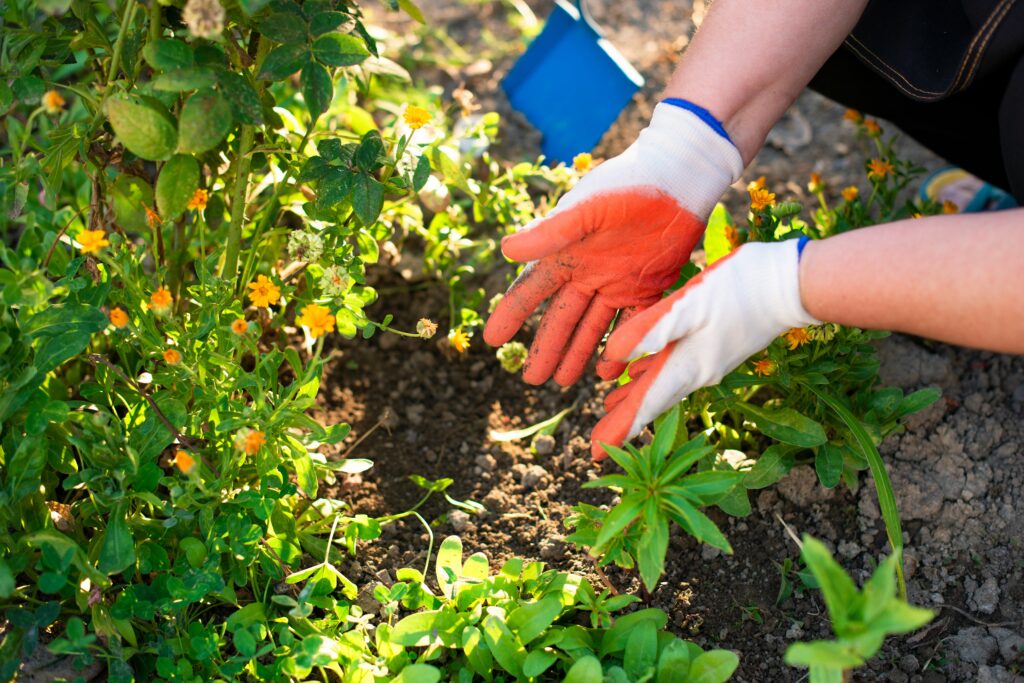 Home gardener examining leaves for signs of pest infestation