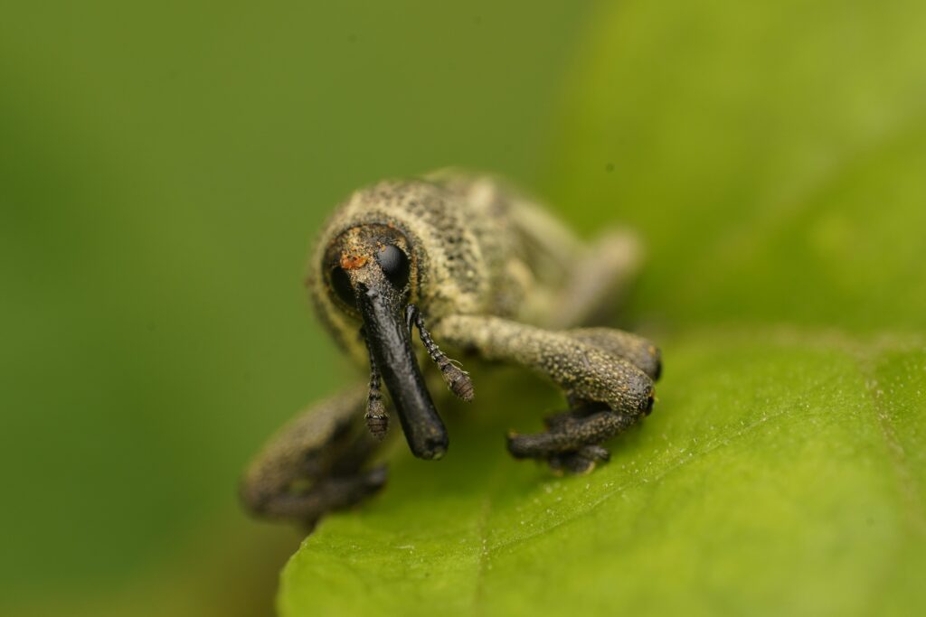 A pygmy mole cricket using its oar-like hind legs to swim across floodwaters in Florida, demonstrating its unique aquatic locomotion ability.